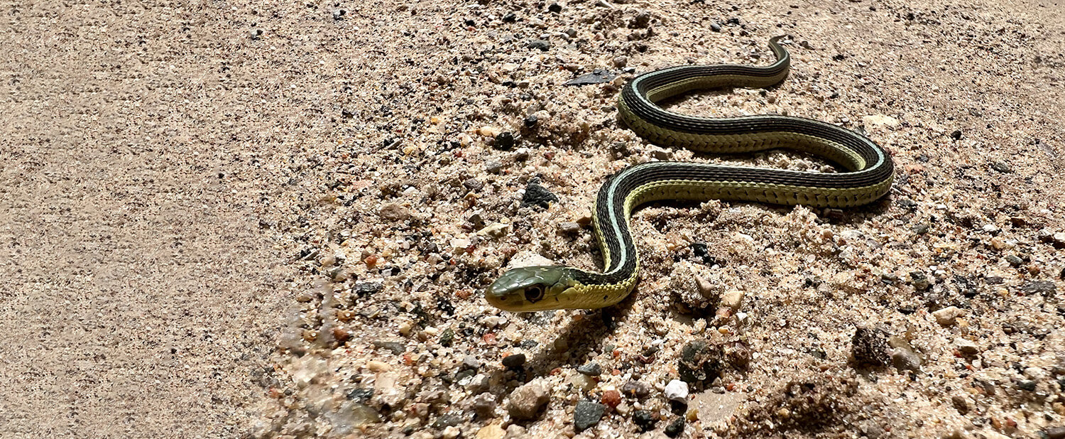 Eine kleine, schlanke Schlange mit grünen und gelben Streifen schlängelt sich im hellen Sonnenlicht über sandigen, felsigen Boden.